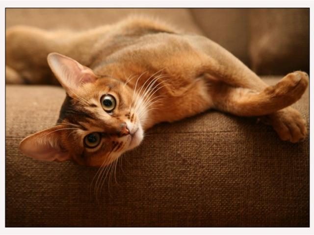 Абиссинская кошка