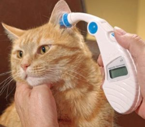 Нормальная температура у кошки