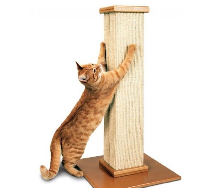 Как отучить кошку драть обои