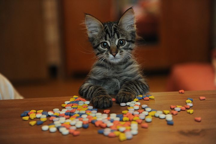 Как дать кошке таблетку