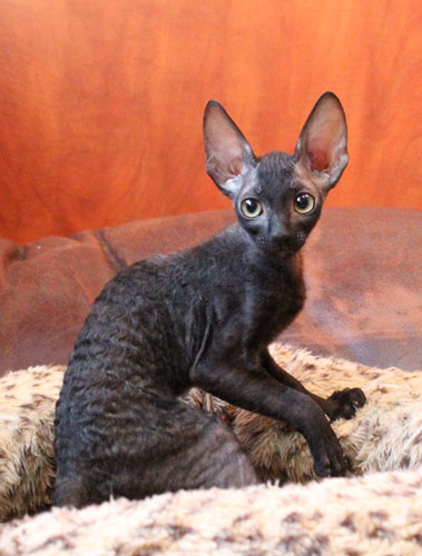 Кошка корниш рекс