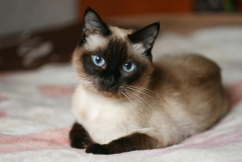 Тайская кошка