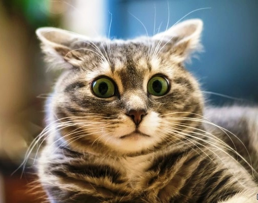 Инактивированные вакцины для кошек