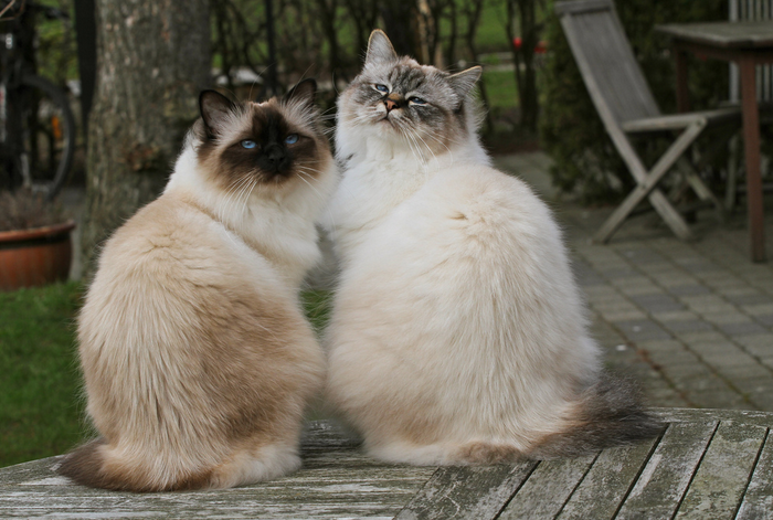 Бирманская кошка