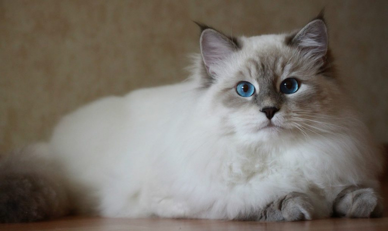 Невская маскарадная кошка