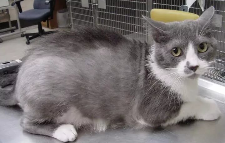 Подкожный клещ у кошек