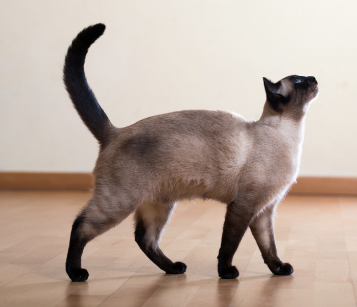 Сиамская кошка