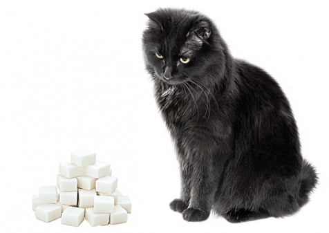 Сахарный диабет у кошек