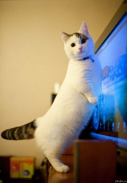 Манчкин &ndash; кошка с короткими лапами