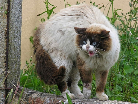 Бешенство у кошек