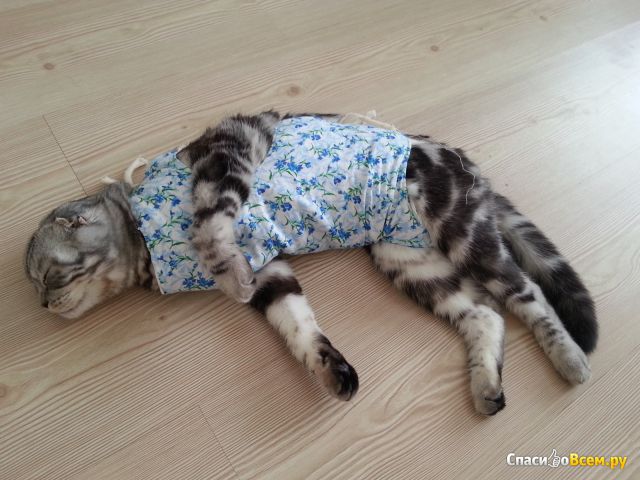 Пиометра у кошки