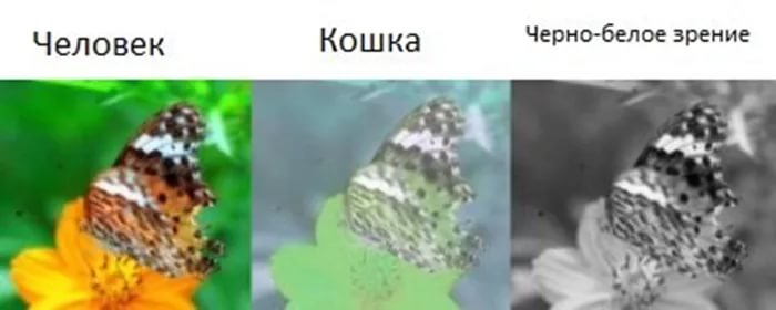 Как видят кошки