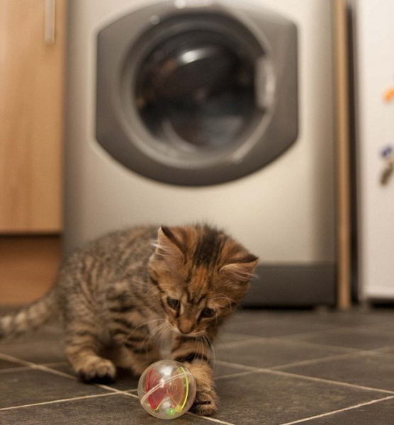 Конъюнктивит у кошек