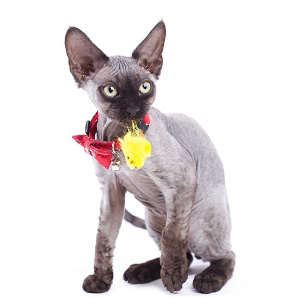 Как дрессировать кошек