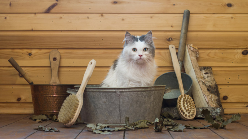 Как часто мыть кошку