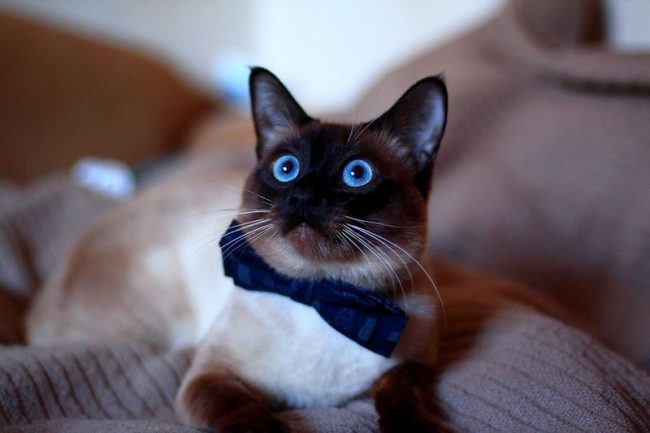 Тайская кошка