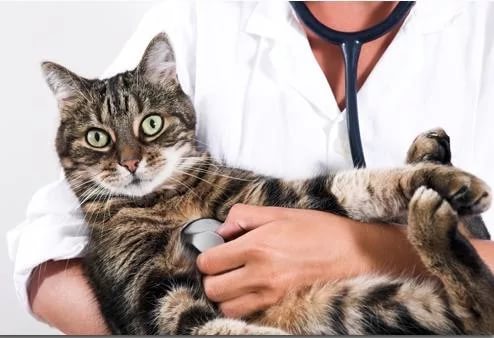 Фоспренил для кошек