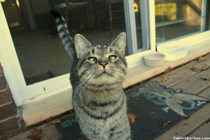 Почему кошка чихает