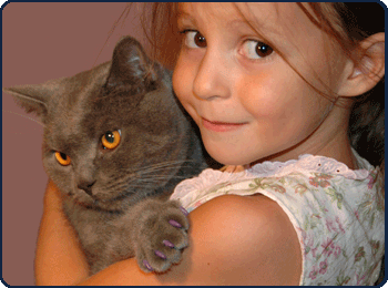 Британская порода кошек