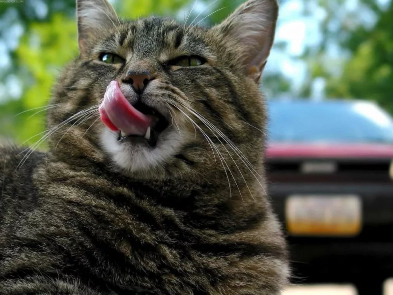 Ренал для кошек