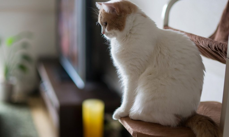 Домики для кошек