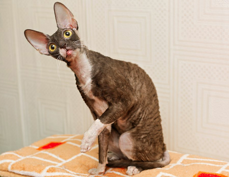 Кошка корниш рекс