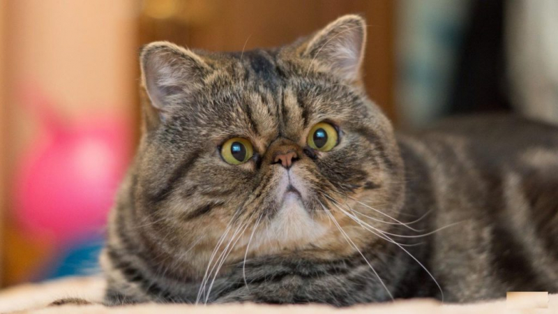 Экзотическая короткошерстная кошка