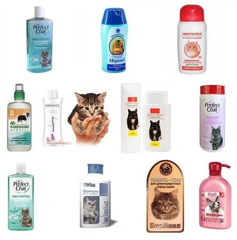 Как часто мыть кошку