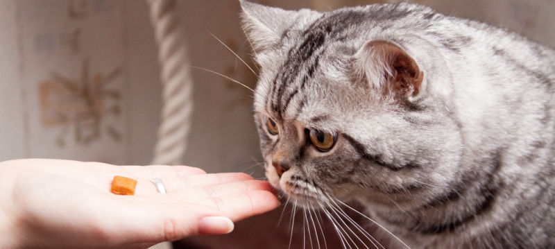 Чем кормить шотландскую кошку