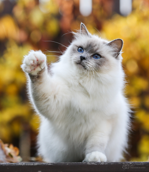 Бирманская кошка