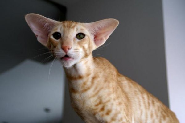 Кошки с большими ушами