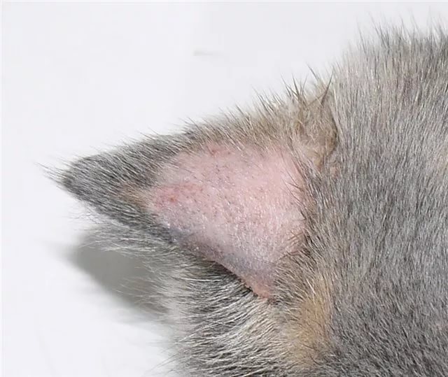 Грибок у кошек