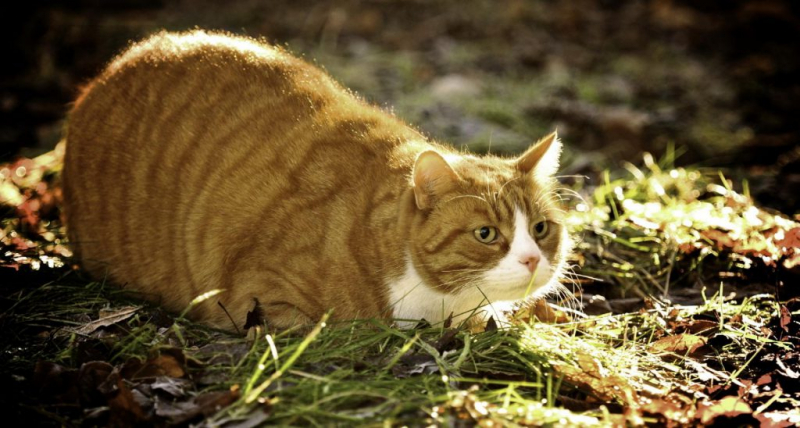 Ринотрахеит у кошек