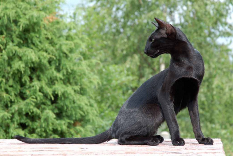 Ориентальная кошка