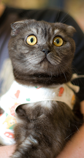 Сколько кошки отходят от наркоза