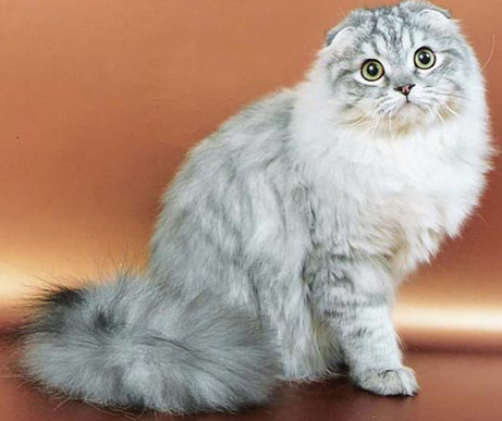Шотландская вислоухая кошка