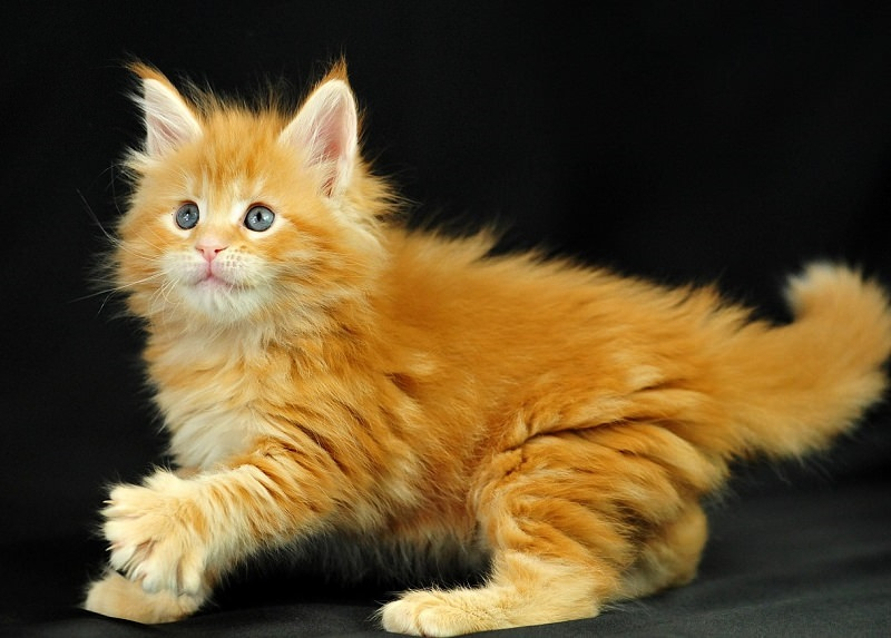 Имя для кошки