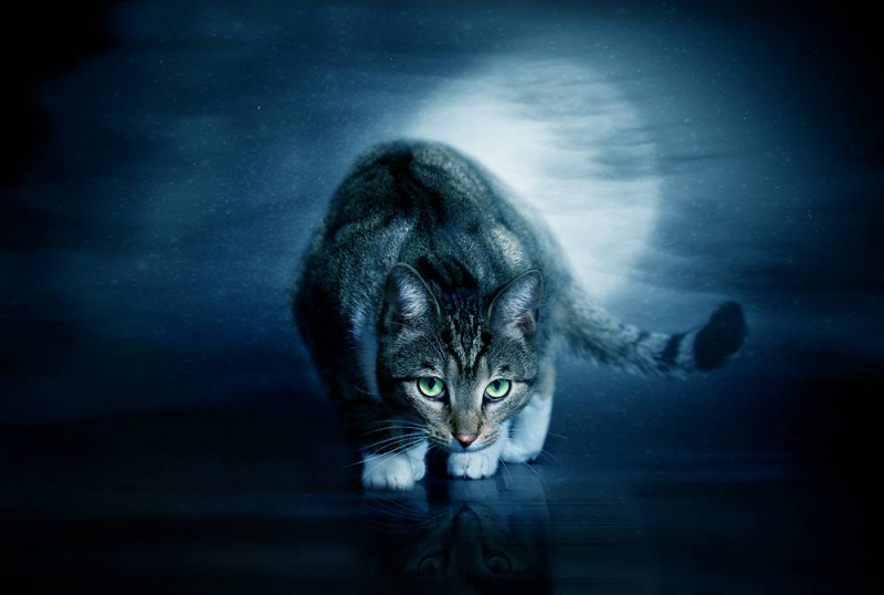 Как видят кошки