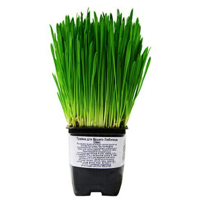 Трава для кошек