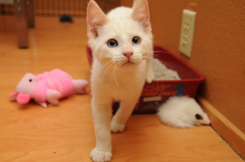 Запор у кошки