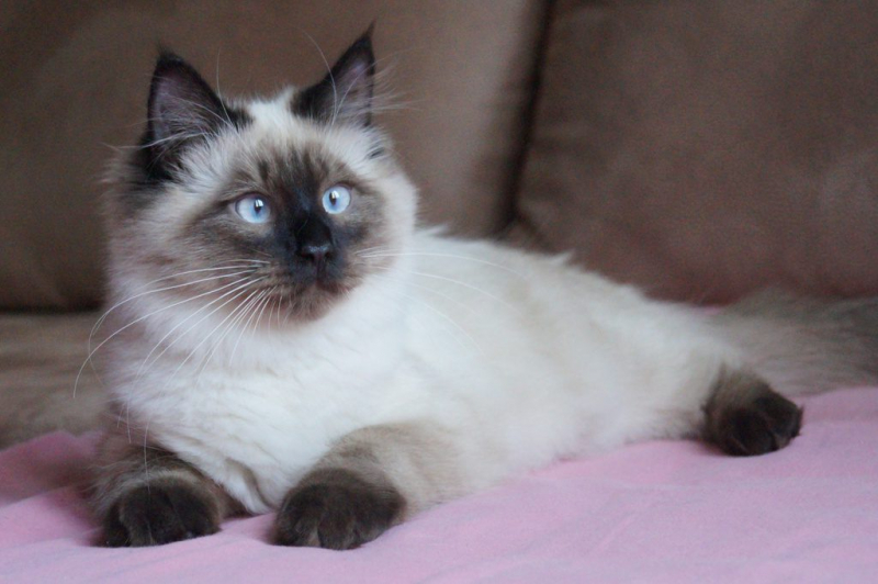 Невская маскарадная кошка