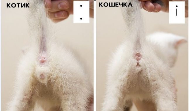 Как отличить кота от кошки