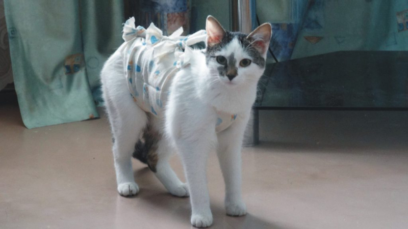 Как стерилизуют кошек