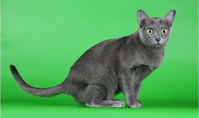 Редкие породы кошек