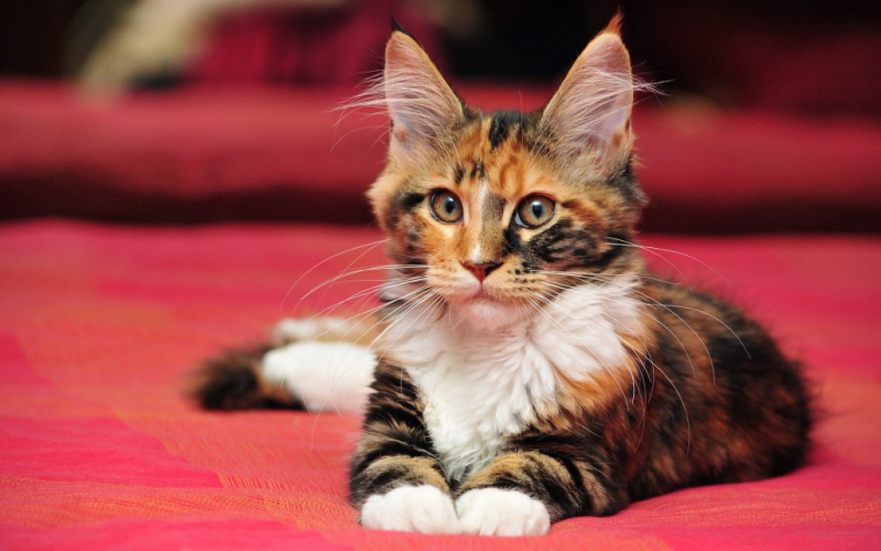 Кошка сильно линяет