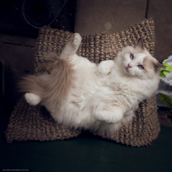 Кошка породы рэгдолл