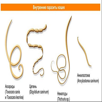 Таблетки от глистов для кошек
