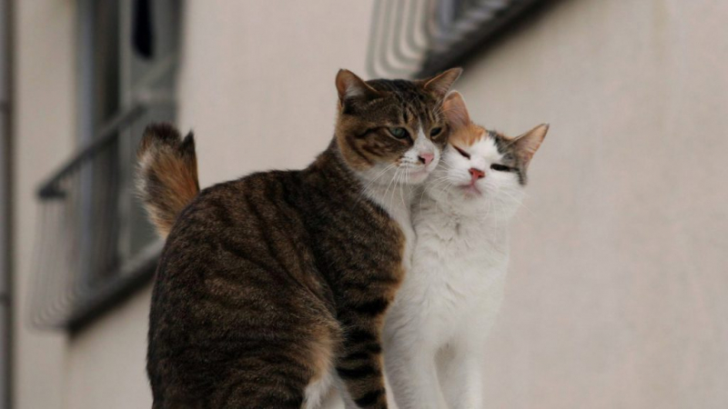 Почему кошка мурлычет