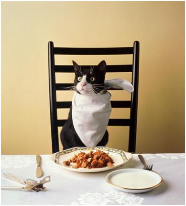 Грандорф для кошек