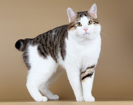 Курильский бобтейл